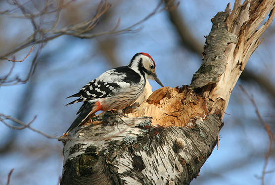 White-backed woodpecker